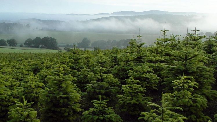 Mit 18.000 Hektar wichtigstes Produktionsgebiet von Weihnachtsbäumen in Europa: das Sauerland. Bild: © Steffen Kämpfer.