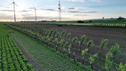 Landwirtschaft widerstandsfähiger gestalten: EDEKA startet Agroforst-Pilotprojekt entlang der eigenen Lieferkette. Bild: © EDEKA.