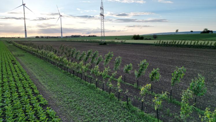 Landwirtschaft widerstandsfähiger gestalten: EDEKA startet Agroforst-Pilotprojekt entlang der eigenen Lieferkette. Bild: © EDEKA.