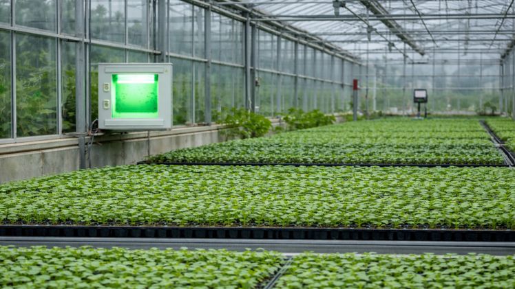 Eine Lichtfalle im Einsatz. Bild: © DH Licht GmbH.