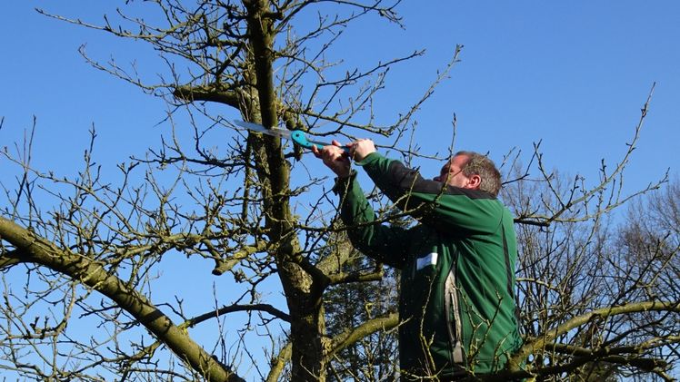 Zum Weiterbildungsprogramm der Niedersächsischen Gartenakademie gehören auch Seminare zum Obstbaumschnitt. Foto: Nadja Krause / LWK Niedersachsen.