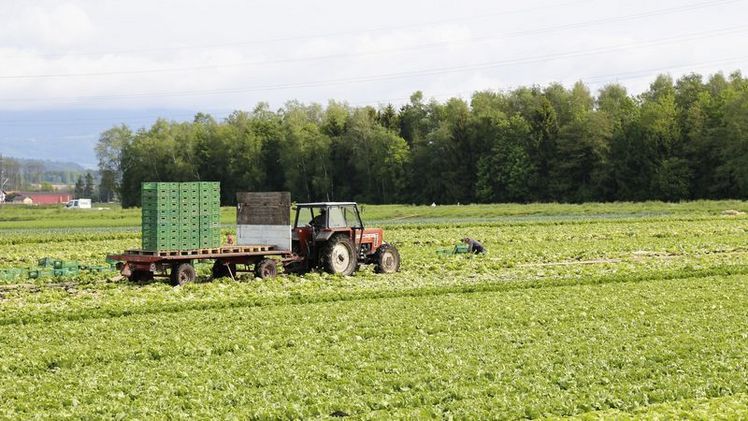 Auf einem Hof in Bayern ist ein Drittel der Erntehelfer positiv auf Corona getestet worden. Bild: lid.ch, ji.