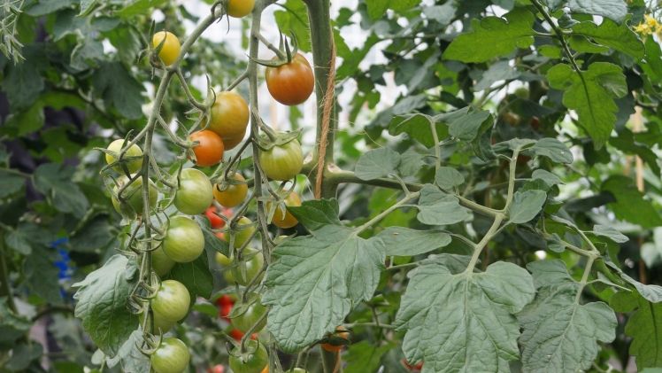 Gemüse wird nicht nur im Freiland, sondern auch unter hohen begehbaren Schutzabdeckungen sowie Gewächshäusern angebaut. Bild: GABOT.