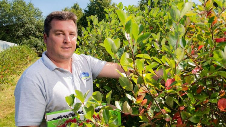 „Dieses Jahr sind wir vier Wochen früher dran als sonst, sodass die Ernte nahezu abgeschlossen ist“, berichtet Lars Grossmann, Geschäftsführer von Heide-Aronia. Bild: Grossmann.