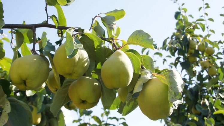 Gluschtig sehen sie aus, die goldgelben Quitten. Doch Achtung, die attraktiven Früchte sind – anders als Äpfel oder Birnen – roh kein Genuss. Bild: lid.