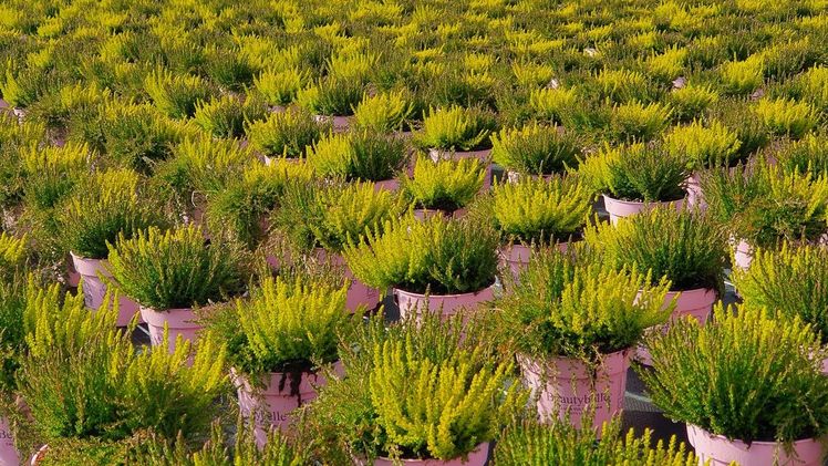 Neues Förderprogramm für Freilandkulturen. Bild: © Gartenbau-Versicherung.