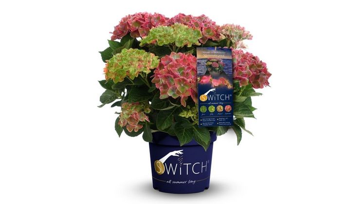 Hydrangea macrophylla (S)witch® 'Kassandra pink'. Bild: Heinje.