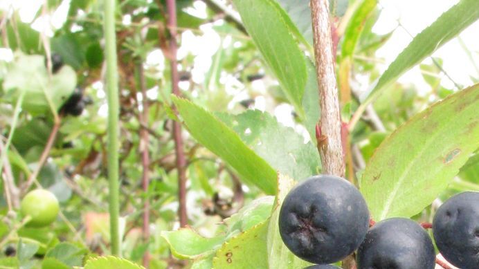 Eine Erkältung kündigt sich oft schleichend an. Bild: Aroniabeere e.V.