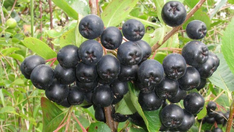 Die Ernte der Aroniabeere hat begonnen. Bild: Aronia ORIGINAL.