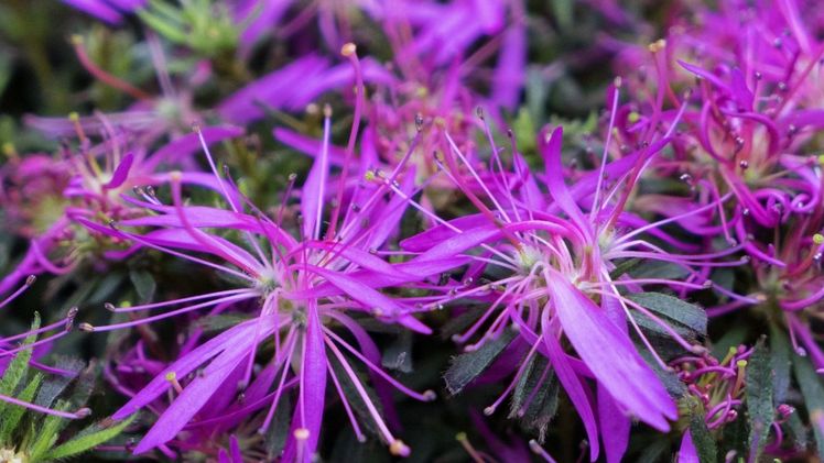 Sternförmige Blüten zieren der StarStyle® der Baumschule Heinje. Bild: StarStyle®.