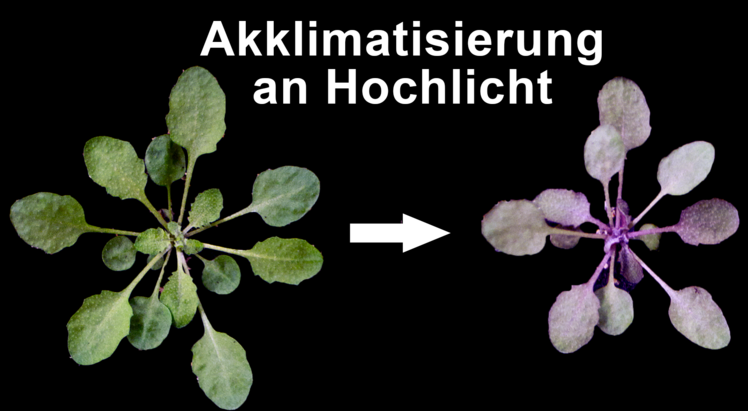Pflanzen, wie zum Beispiel die Ackerschmalwand (Arabidopsis thaliana), die als Modellpflanze in der Pflanzenwissenschaft gilt, akkumulieren in den Blattgeweben im Zuge der Anpassung an höhere Lichtintensitäten große Mengen von Farbstoffen (rechts). Bild: Andreas Richter/Universität Rostock.