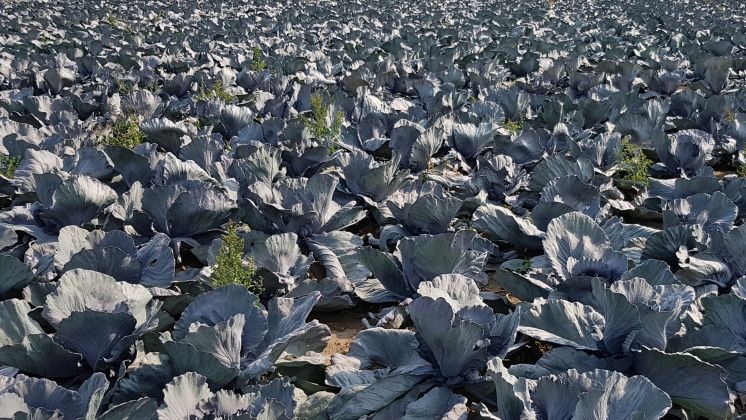 Insgesamt wurde im Jahr 2022 Gemüse auf 125.200 Hektar im Freiland angebaut. Bild: GABOT.