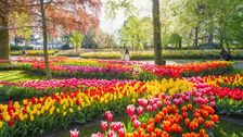 "Wir blicken auf eine wunderbare Saison zurück." Bild: Keukenhof.