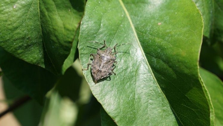 Marmorierte Baumwanze auf einem Blatt. Bild: Schweizer Obstverband. Marmorierte Baumwanze auf einem Blatt. Bild: Schweizer Obstverband.