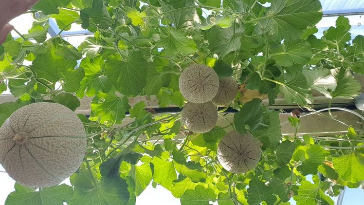 Zuckermelonenanbau in Ligno Mix berry red Substrat. Bild: Brill Substrate.