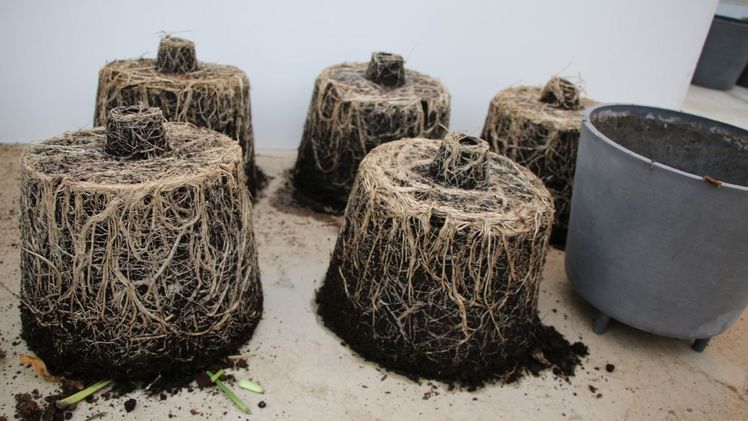 Ausgezeichnete Wurzelentwicklung im Ecopots Venice. Bild: Ecopots.