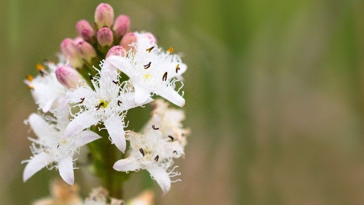 Der Fieberklee ist die Blume des Jahres 2020. Bild: H. Timmann. 
