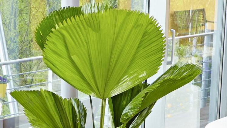 Großblättrige Zimmerpflanzen wie hier Licuala grandis (großblättrige Strahlenpalme) haben eine außergewöhnliche dekorative Wirkung. Bild: GMH/BVE.