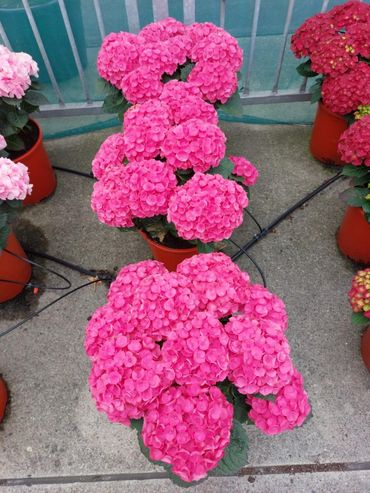 Hi Island. Bild: Royal FloraHolland.