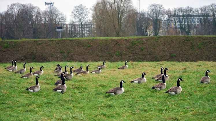 Die Anzahl der Kanadagänse auf dem LAGA-Gelände schwankt stark. Bild: LAGA Neuss 2026 GmbH & Thomas Mayer Archive.