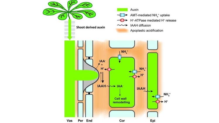 Ammonium fördert Bildung von Seitenwurzeln. Bild: IPK/ Ying Liu.