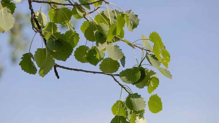 Die Zitterpappel ist auf einem enormen Spektrum an Standorten zu Hause und überhaupt eine der am weitesten verbreiteten Baumarten der Nordhalbkugel. Bild: H. Pollner/LWF.