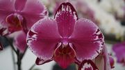 Orchideen waren wieder stark nachgefragt. Bild: GABOT.