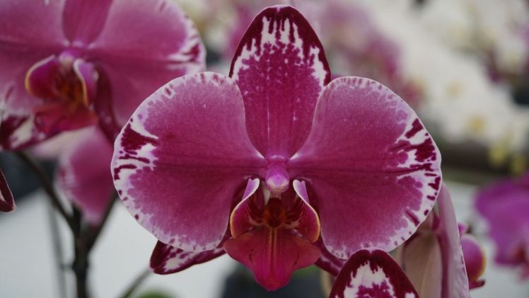 Am 3. September ist der Internationale Tag der Orchidee. Bild: GABOT.