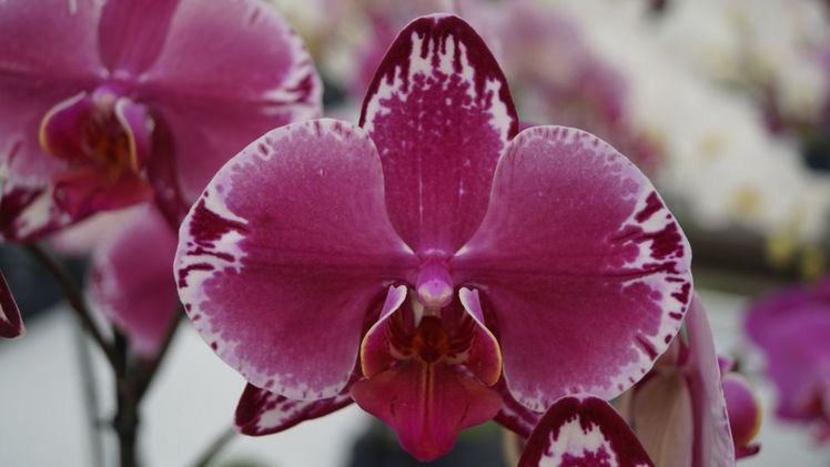 Orchideen bleiben die Nr. 1 bei den Zimmerpflanzen. Bild: GABOT.