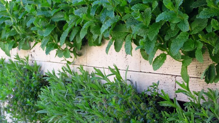 Kräuteranbau in der Vertikalen mit dem System Biolit Vertical Green®. Bild: © Fraunhofer UMSICHT.