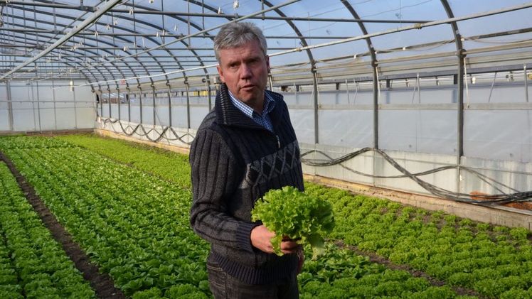 Johann Feldinger (Ökohof Feldinger) mit frisch geerntetem Salat aus einem der ungeheizten Glashäuser. Bild: BIO AUSTRIA.