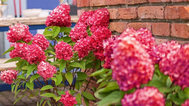 Im Inneren der Blüte zeichnet sich die cremige Farbe der 'Bloody Marie®' noch lange leicht ab. Bild: Behrens Pflanzen. Im Inneren der Blüte zeichnet sich die cremige Farbe der 'Bloody Marie®' noch lange leicht ab. Bild: Behrens Pflanzen.