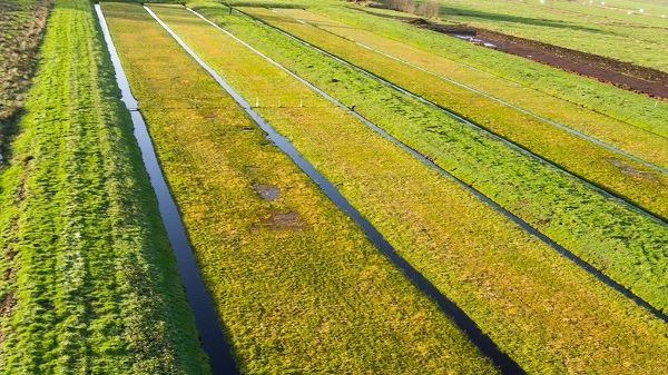 Der Anbau von Paludikulturen schützt das Klima. Zudem eignen sich Torfmoose als Ausgangsstoff für Kultursubstrate und Hobbyerden. Bild: Greifswald Moor Centrum.