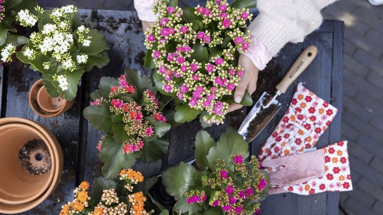 Die meisten Menschen wünschen sich für ihren Outdoor-Bereich eine Bepflanzung, die möglichst pflegeleicht ist und lange blüht. Da sind die niedlichen Kalanchoë Garden genau richtig. Bild: GPP. Die meisten Menschen wünschen sich für ihren Outdoor-Bereich eine Bepflanzung, die möglichst pflegeleicht ist und lange blüht. Da sind die niedlichen Kalanchoë Garden genau richtig. Bild: GPP.