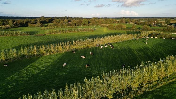 Auf Rieckens Eichhof in Großbarkau wurden bereits Pappeln angepflanzt und liefert so Daten zur Forschung. Bild: © VIVO Carbon gGmbH.