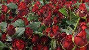 Über das Vermögen der Rosen Waibel Handelsgesellschaft m.b.H. wurde ein Sanierungsverfahren ohne Eigenverwaltung beim Landesgericht Feldkirch beantragt. Bild: GABOT.