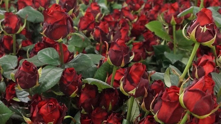 Über das Vermögen der Rosen Waibel Handelsgesellschaft m.b.H. wurde ein Sanierungsverfahren ohne Eigenverwaltung beim Landesgericht Feldkirch beantragt. Bild: GABOT.