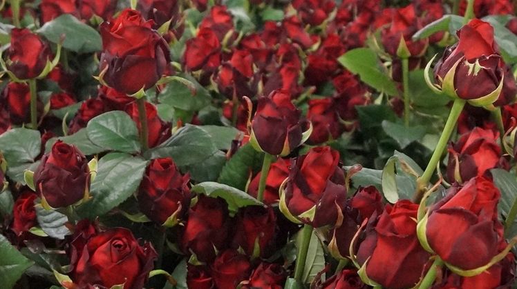 In Polen wurde Ralstonia an Rosen nachgewiesen. Bild: GABOT.