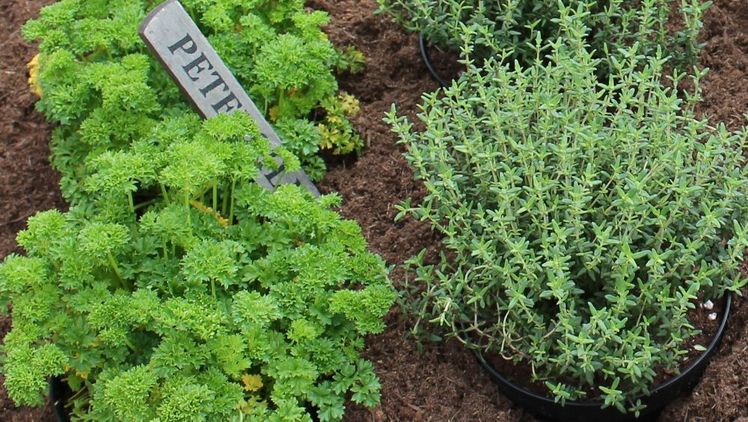 Mehrere Millionen Kubikmeter Blumenerden kaufen die Deutschen dafür jedes Jahr. Bild: GABOT.