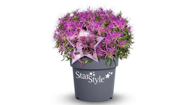 Ihre Strahlkraft verdanken die StarStyle ihren außergewöhnlichen Blüten. Bild: Heinje.