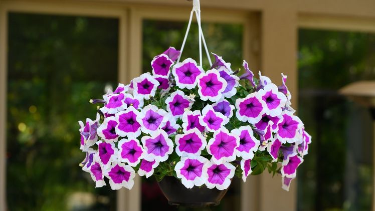 Die tiefvioletten Blüten, die mit einem markanten weißen Rand versehen sind, machen die neue RIMarkable™ Petunia wirklich bemerkenswert. Bild: Danziger.