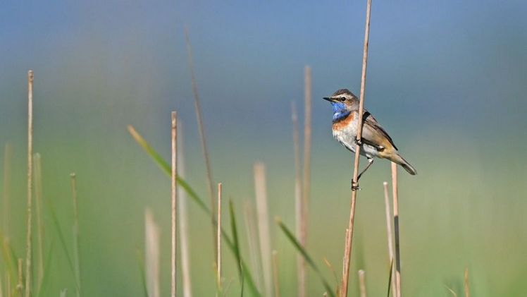 Ein Blaukehlchen in der Natur. Bild: Christoph Moning.