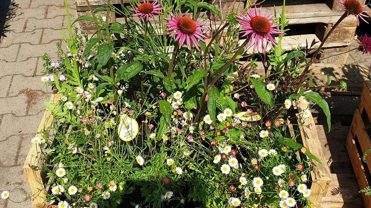 Mit der „Futterkiste für Insekten“ bietet Stauden Becker nachhaltige, fertige Pflanzenmischungen, die sicher funktionieren. Bild: Stauden Becker.