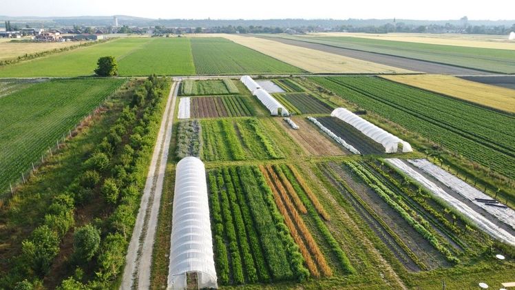 Drohnenaufnahme der Marktgärtnerei in Absdorf mitten im Tullnerfeld. Bild: GRAND GARTEN.