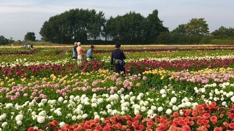 Mit dem Holland Dahlia Event möchten die Initiativnehmer den Bedürfnissen verschiedenen Interessengruppen entgegenkommen. Bild: Holland Dahlia Event.