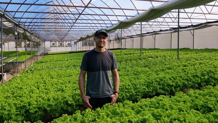 Jerry Reimer inmitten seiner pflückreifen Salate. Bild: mgr/lid.