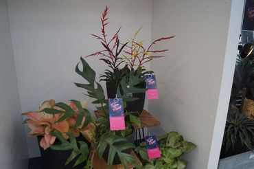 Future Plants by Waterdrinker in Aalsmeer. Bild: GABOT.