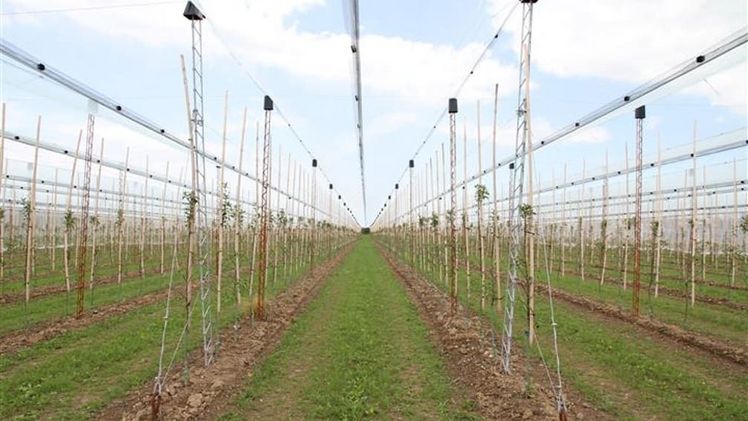 Die Hagelschutz-Unterkonstruktion basiert auf trapezförmigen Gitterträgern, wie sie im industriellen Hochbau eingesetzt werden. Bild: BayWa AG.