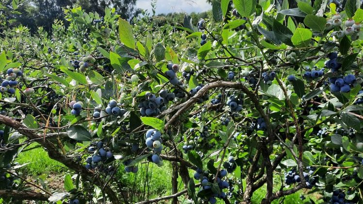 Die Haupternte der Heidelbeeren ist in vollem Gange und die Qualitäten sowie die Fruchtgrößen sind sehr gut. Bild: Landvolk.