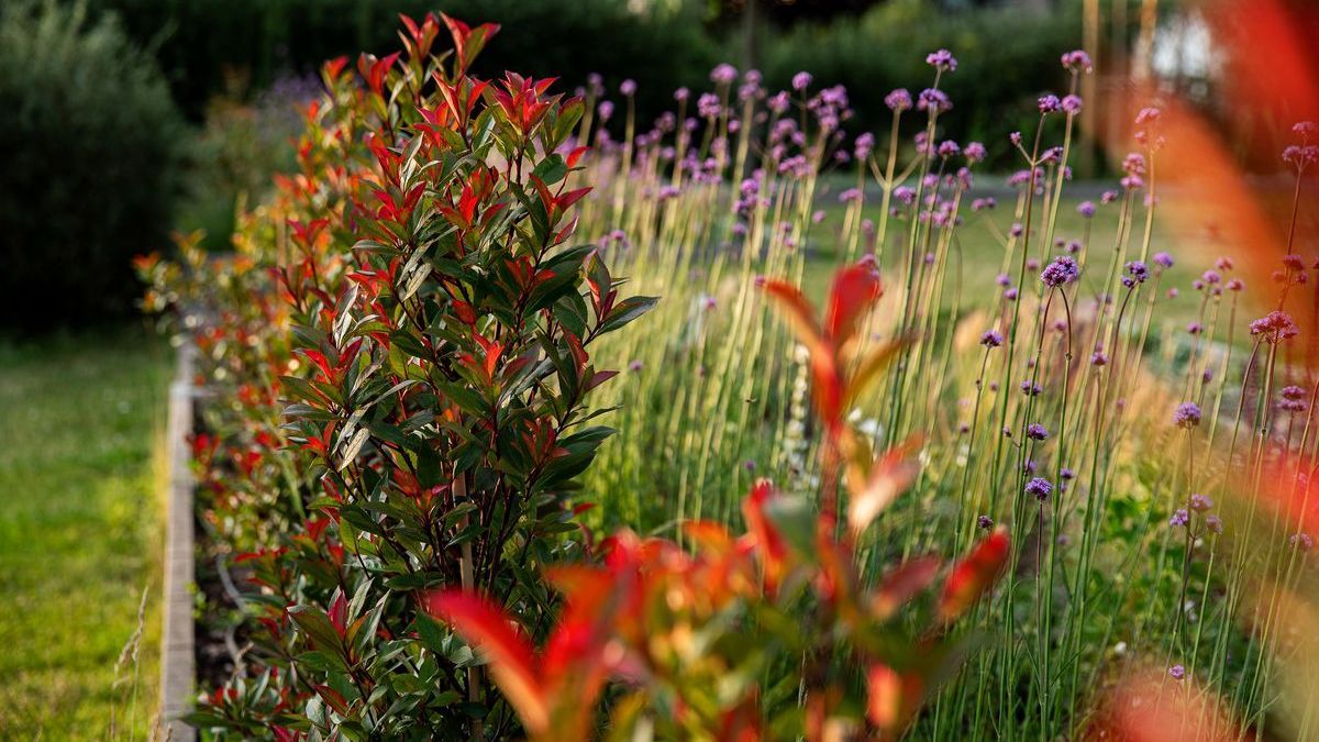 Devil's Dream: Rotes Highlight im Mischbeet | Gabot.de